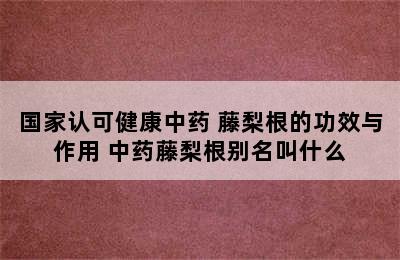 国家认可健康中药 藤梨根的功效与作用 中药藤梨根别名叫什么